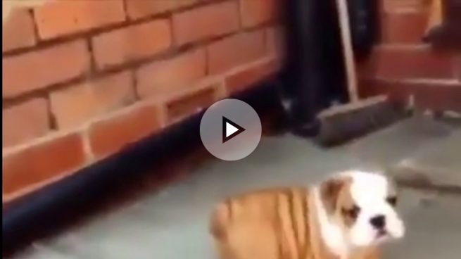 Cuando eres el perrito más dulce e intentas subir un escalón