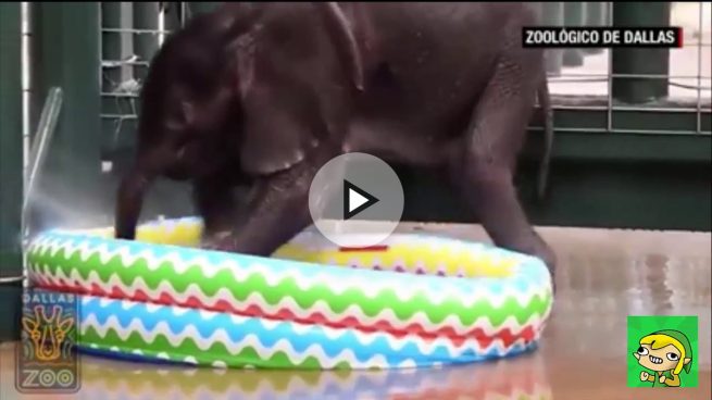 El tierno baño de una cría de elefante en una piscina hinchable