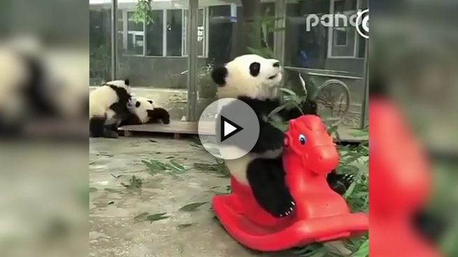 El panda que come y juega a la vez