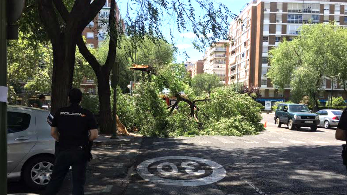 Árbol caído en la calle Príncipe de Vergara.