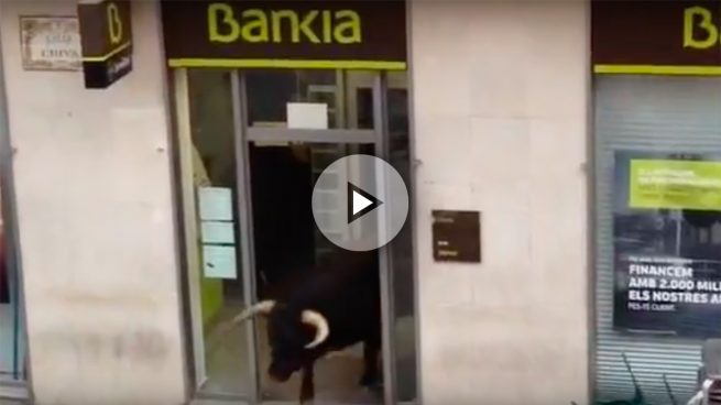 Un toro se cuela en una oficina de  Bankia en Cheste