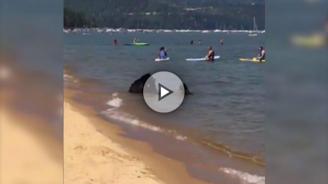 Unos osos se bañan en un lago rodeados de bañistas