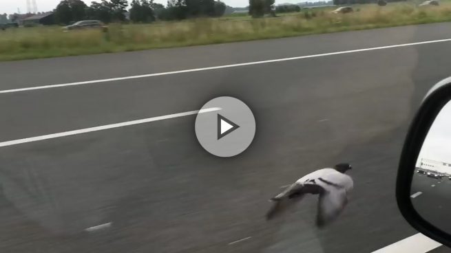 Una paloma vuela a 100 km/h durante 20 kilómetros en una autopista