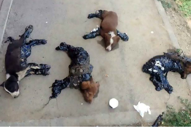 Los cuatro cachorros torturados en la ciudad rumana de Iasi. (CEN)
