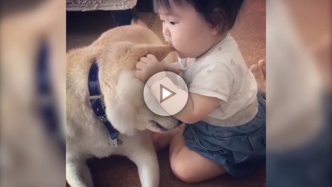 perro-bebe-oreja