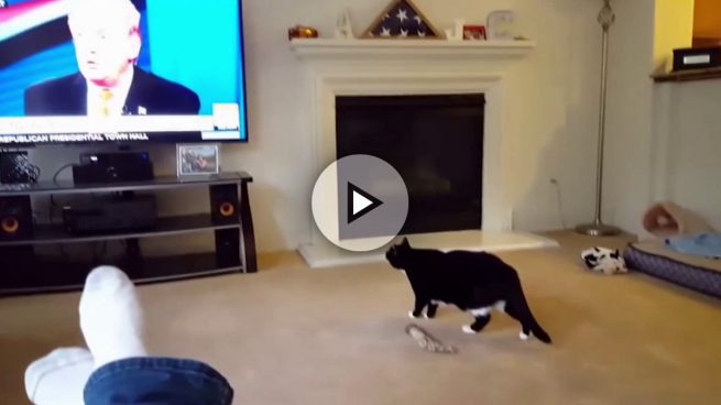 El gato que huye al ver a Trump en la tele