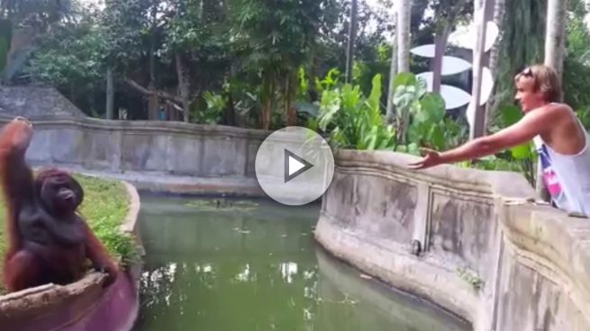 La impresionante destreza de este orangután compartiendo sus bananas con un turista