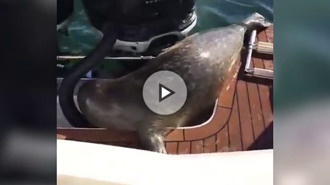 Una foca se sube a un bote para salvarse de unas orcas que querían comérsela