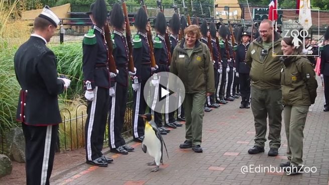 Este es el pingüino de la Guardia Real noruega