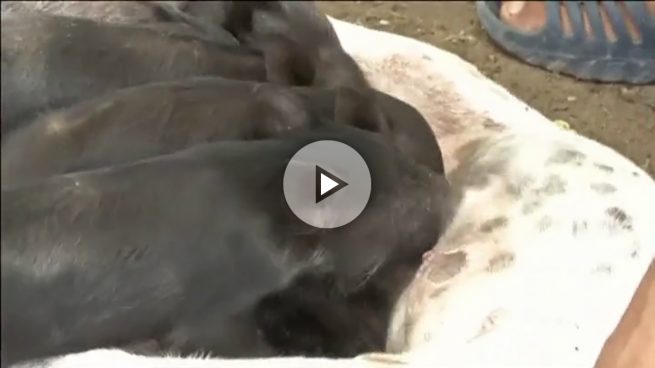 Una perra muestra su solidaridad amamantando a cinco cochinillos huérfanos