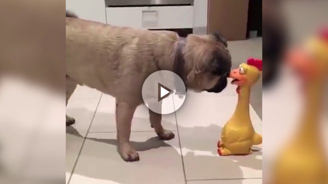 La tierna pelea de este perro y un pollo de goma