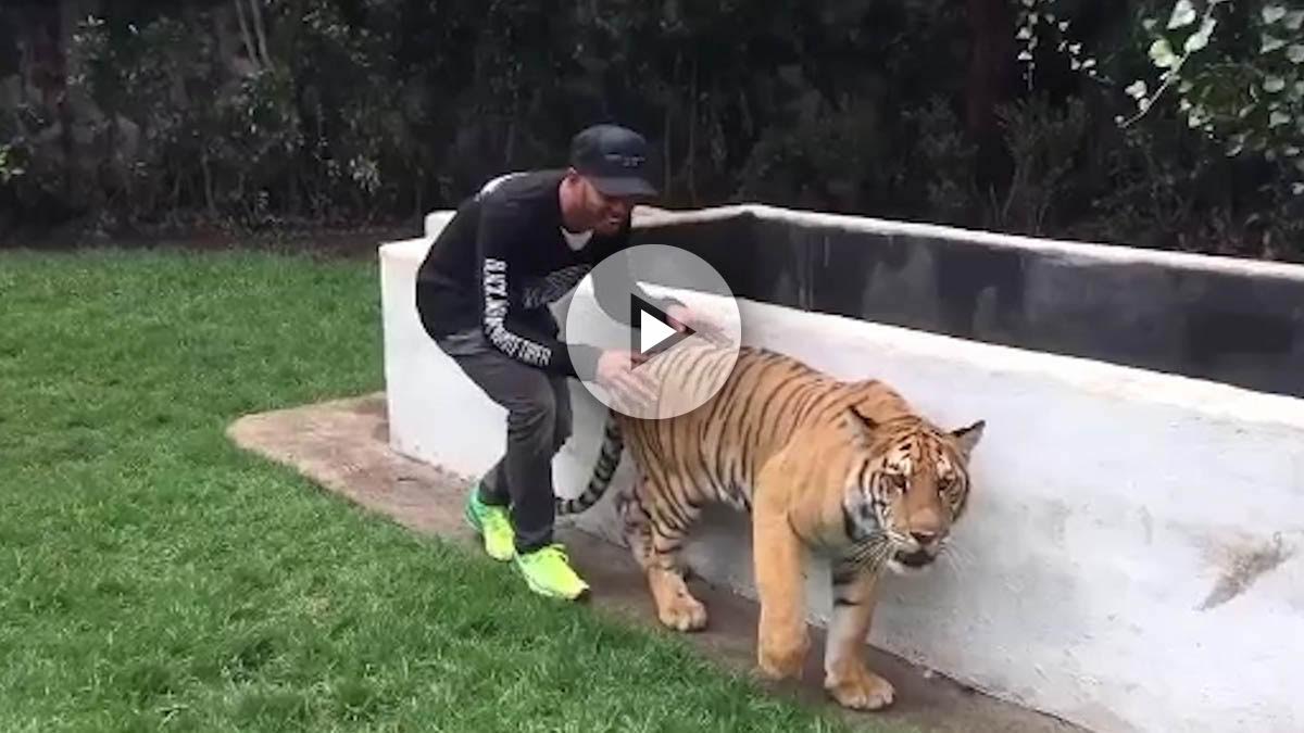 Hamilton asusta a un tigre.