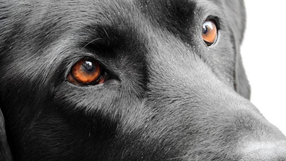 Descubre si los perros ven en blanco y negro