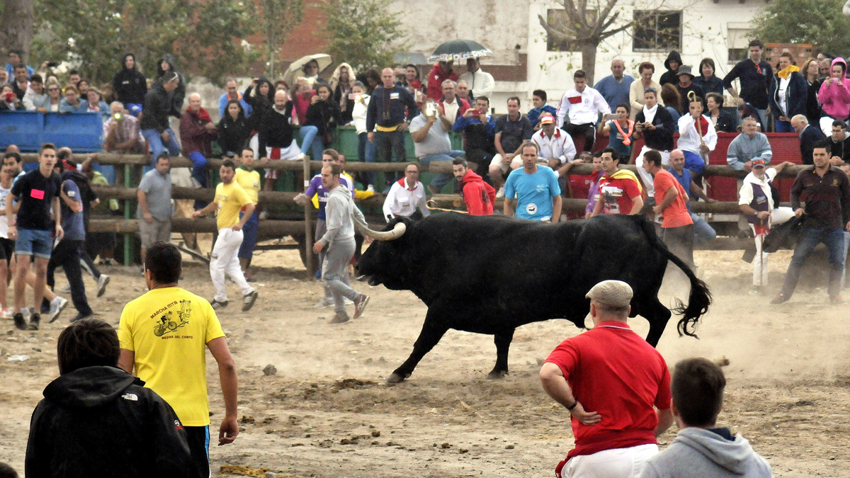 Imagen del toro de la Vega de años anteriores.