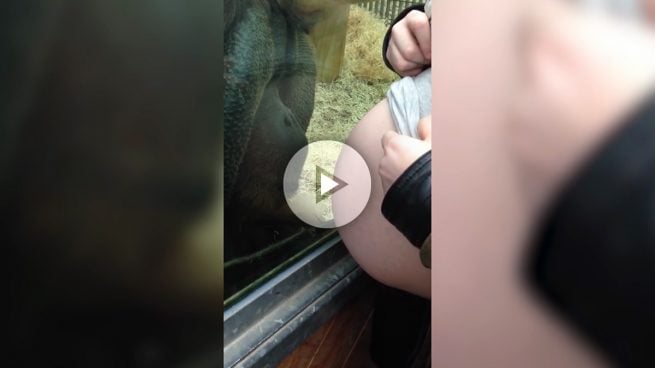 Esta es la reacción de un orangután al ver la tripa de una embarazada