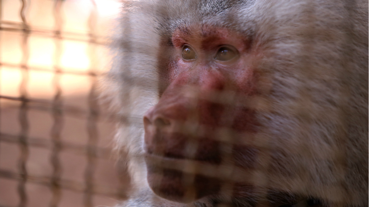 Said, el último babuino de Alepo, en su jaula del zoo improvisado del Parque Sabeel. (AFP)