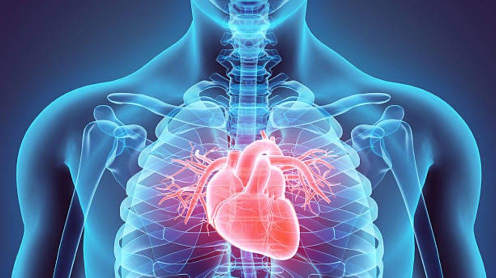 Cuál es la diferencia entre sistemas y aparatos del cuerpo humano