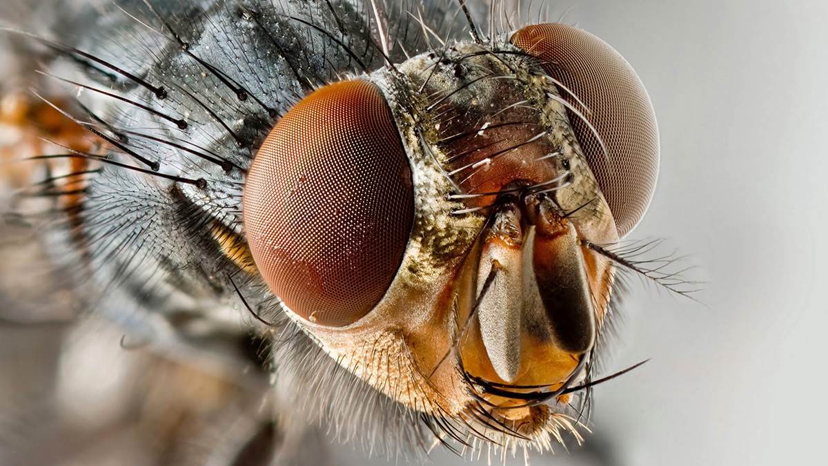 ¿Cuánto vive una mosca? ¿Cuánto vive una mosca?