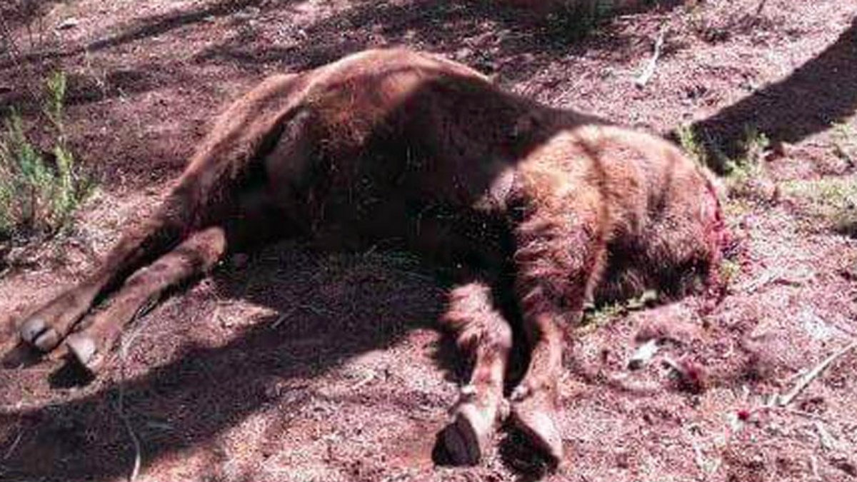 El Seprona ha localizado dos bisontes decapitados en la reserva valenciana de Benagéber.