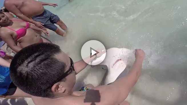 Encuentran a un tiburón martillo en la orilla de esta playa y ellos lo cogen