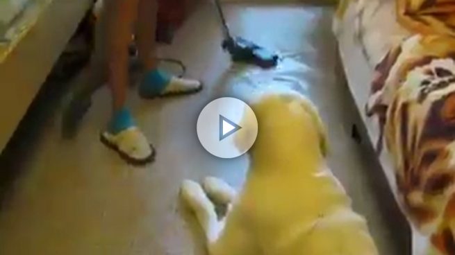 A este perro le gusta lo que a muchos perros siempre ha asustado