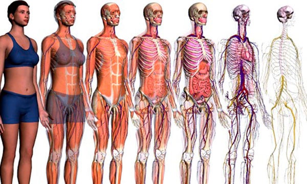 Resultado de imagen de aparatos del cuerpo humano