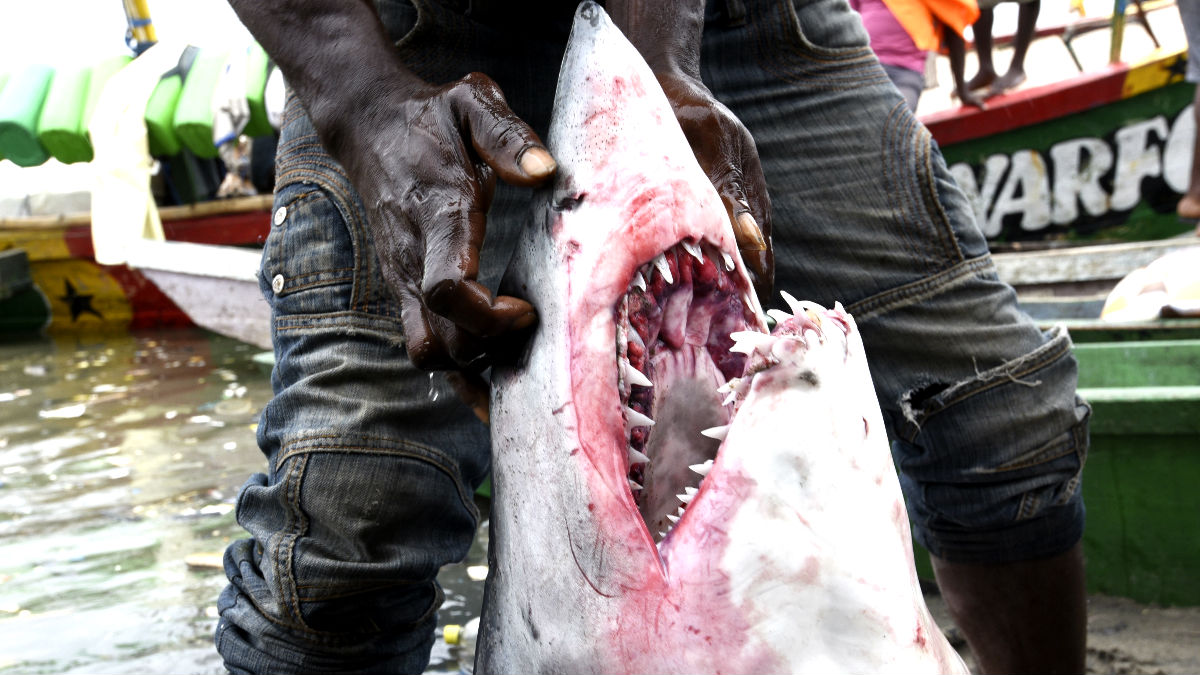 Un hombre con un tiburón capturado (Foto: AFP).