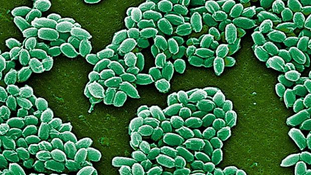 relación entre parásitos y bacterias