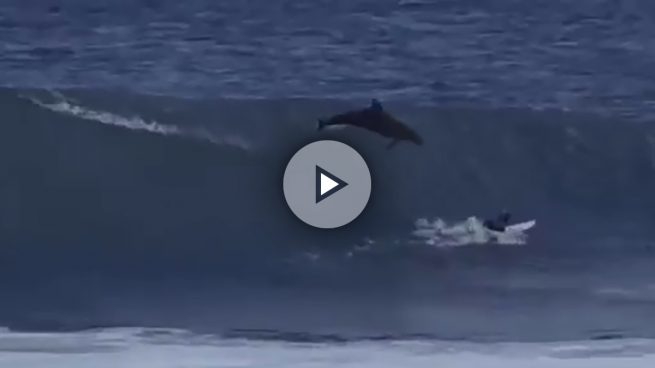 delfin-surf