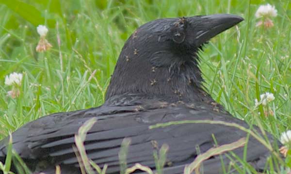 Cuervo 10 Curiosidades Que Lo Convierten En Una De Las Mejores Aves