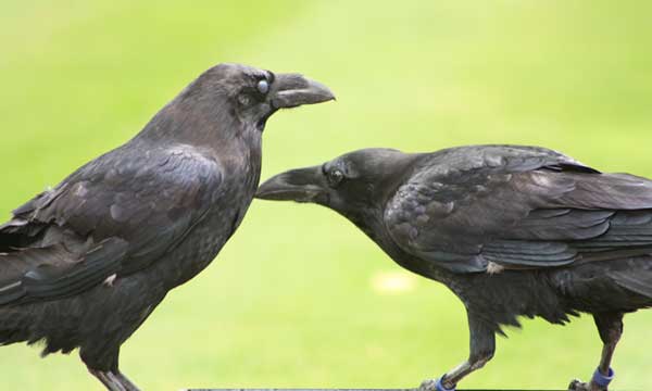 10 curiosidades del cuervo que lo convierten en una de las mejores aves