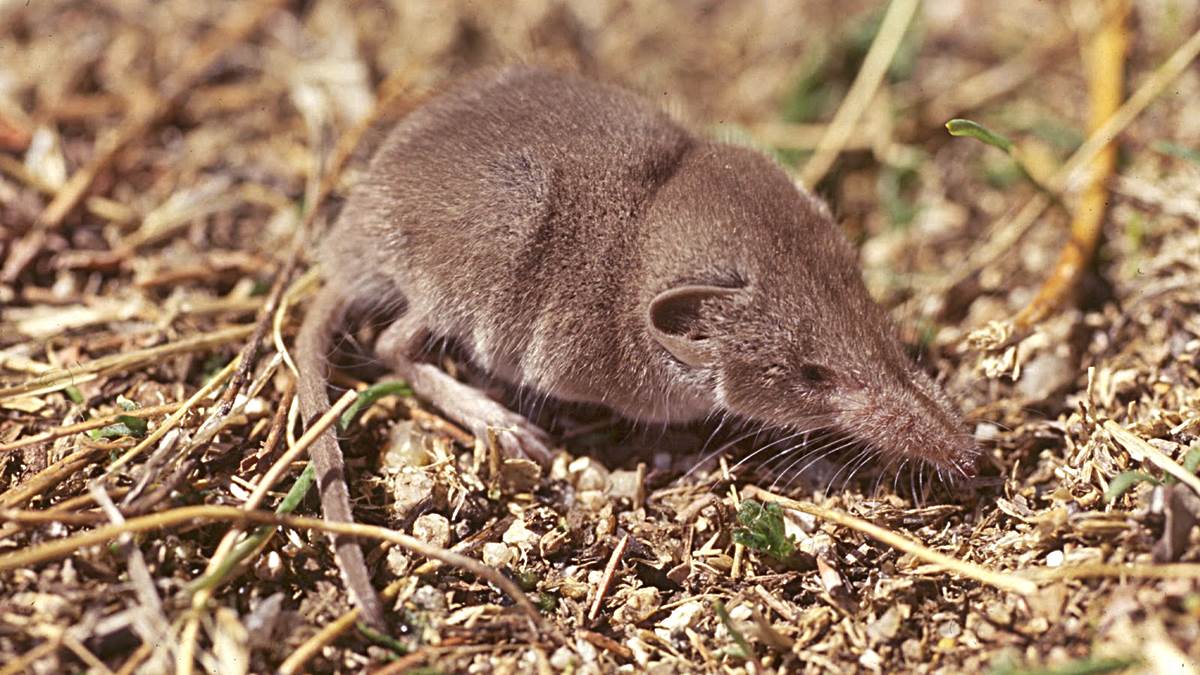 mamiferos-pequenos-musarana-etrusca