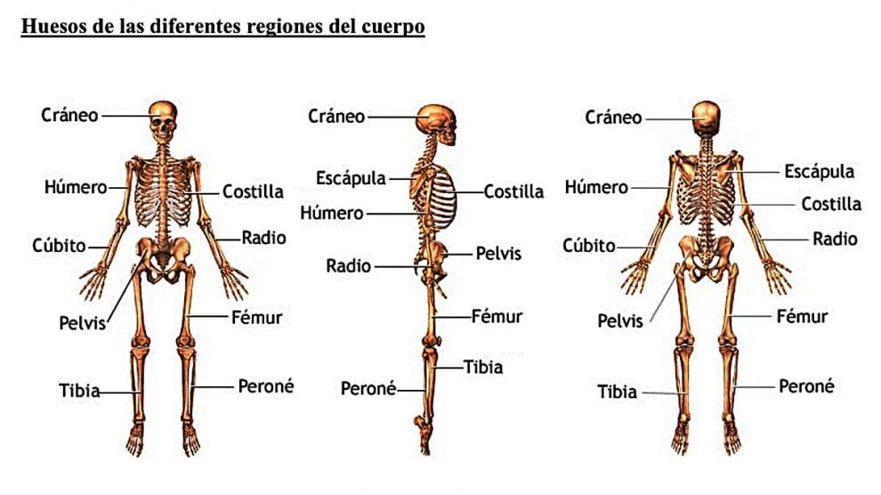 Cuerpo Humano Cu Ntos Huesos Tiene El Esqueleto Humano