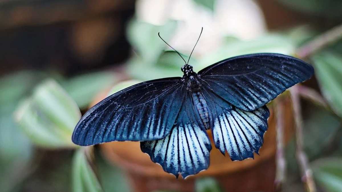 7 datos de las mariposas que no conocías y te dejarán alucinado