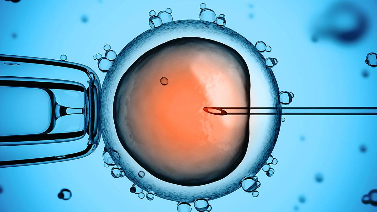 Manipulacion Genetica En Que Consiste La Ingenieria Genetica