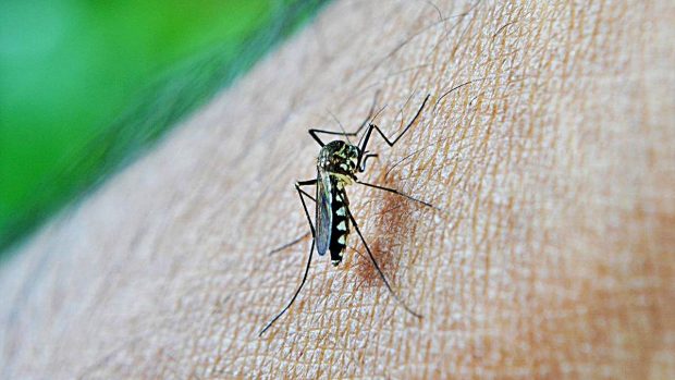 mosquitos dengue transmision