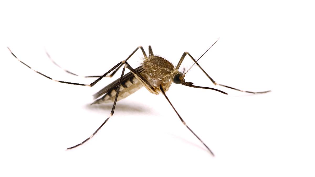 Esperanza De Vida De Un Mosquito