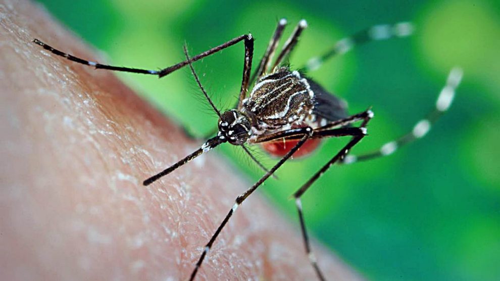 Descubre cuánto viven los mosquitos