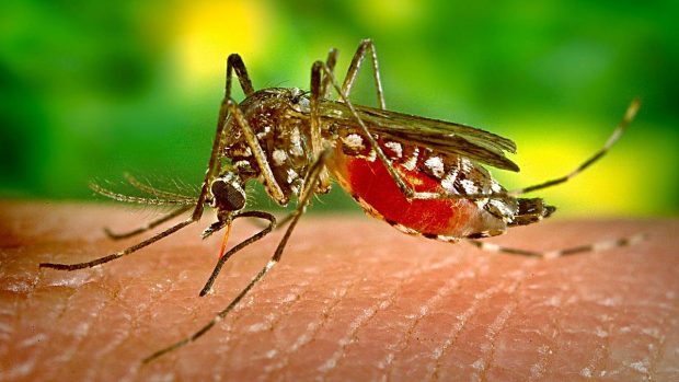 mosquitos dengue transmision