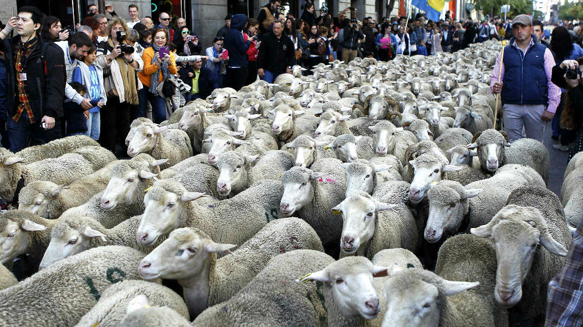 Los rebaños de ovejas por las calles de Madrid revive la tradición de la trashumancia. (Foto: Agencias)