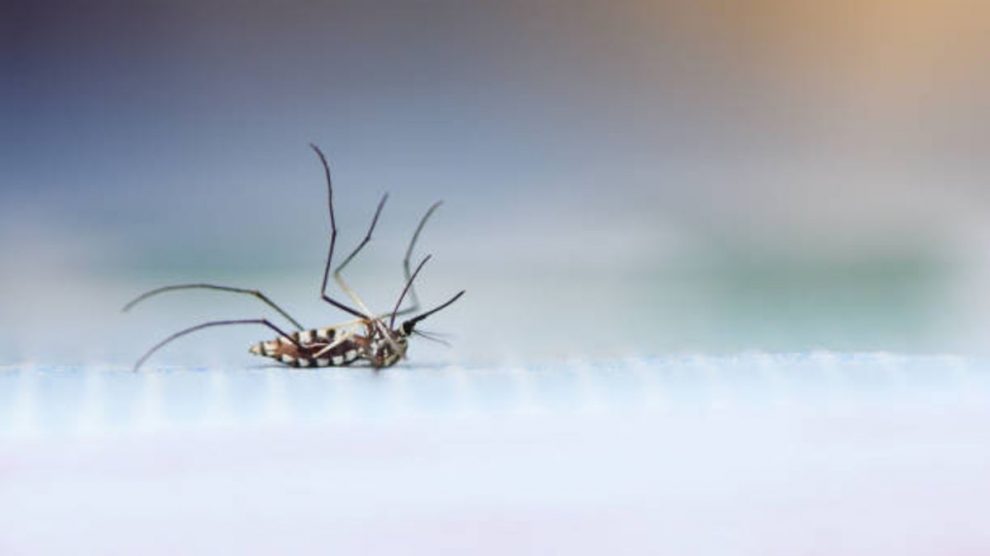 Descubre cuántos días viven los mosquitos y todo su ciclo de vida