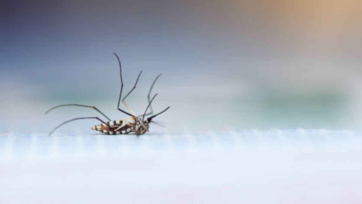 Tiempo De Vida De Un Mosquito