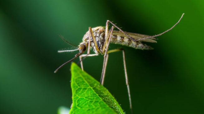 Cuanto Dura La Vida De Un Mosquito