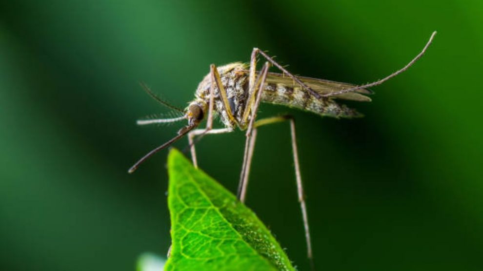 Tiempo De Vida De Un Mosquito
