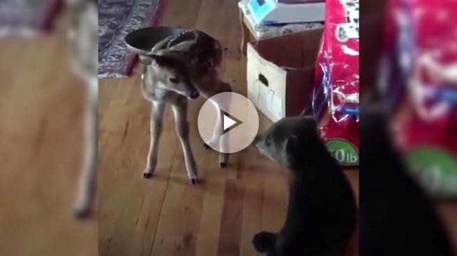 El vídeo más tierno de un osezno y un cervatillo haciéndose amigos