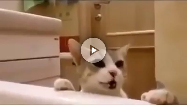 La reacción de un gato al creer que su dueña se está ahogando en la bañera