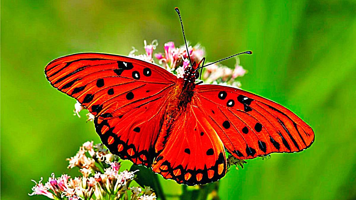 5 Interesantes Datos Sobre Las Mariposas Que Van A Fascinarte