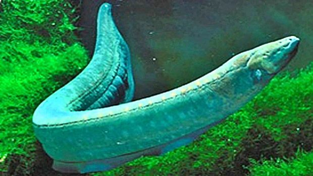 animales amazonas anguila electrica