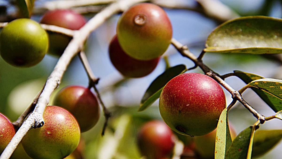 5 Propiedades Del Camu Camu