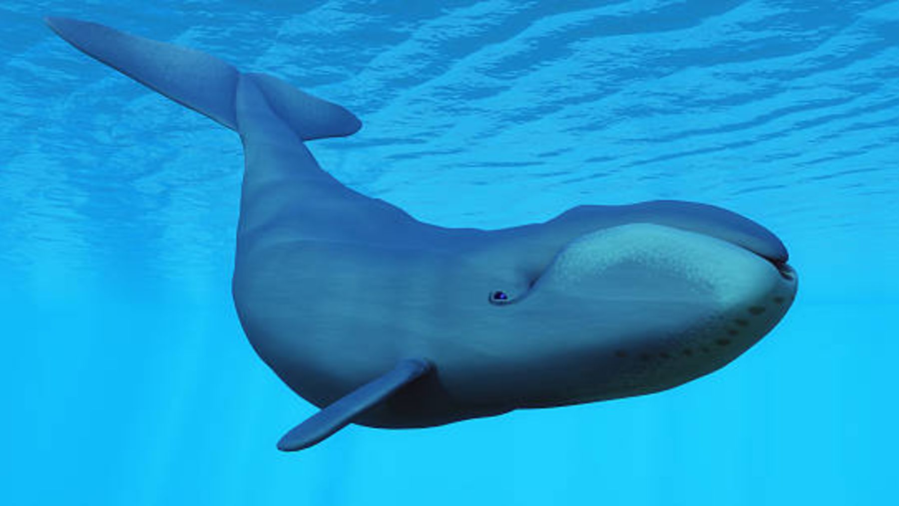 La ballena de Groenlandia es uno de los animales más longevos que existen